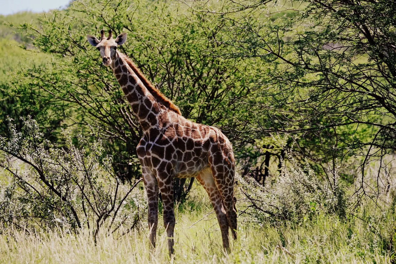 HoofAndTravelAlisaSuweNamibia