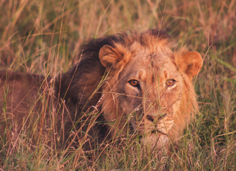 Game Drive