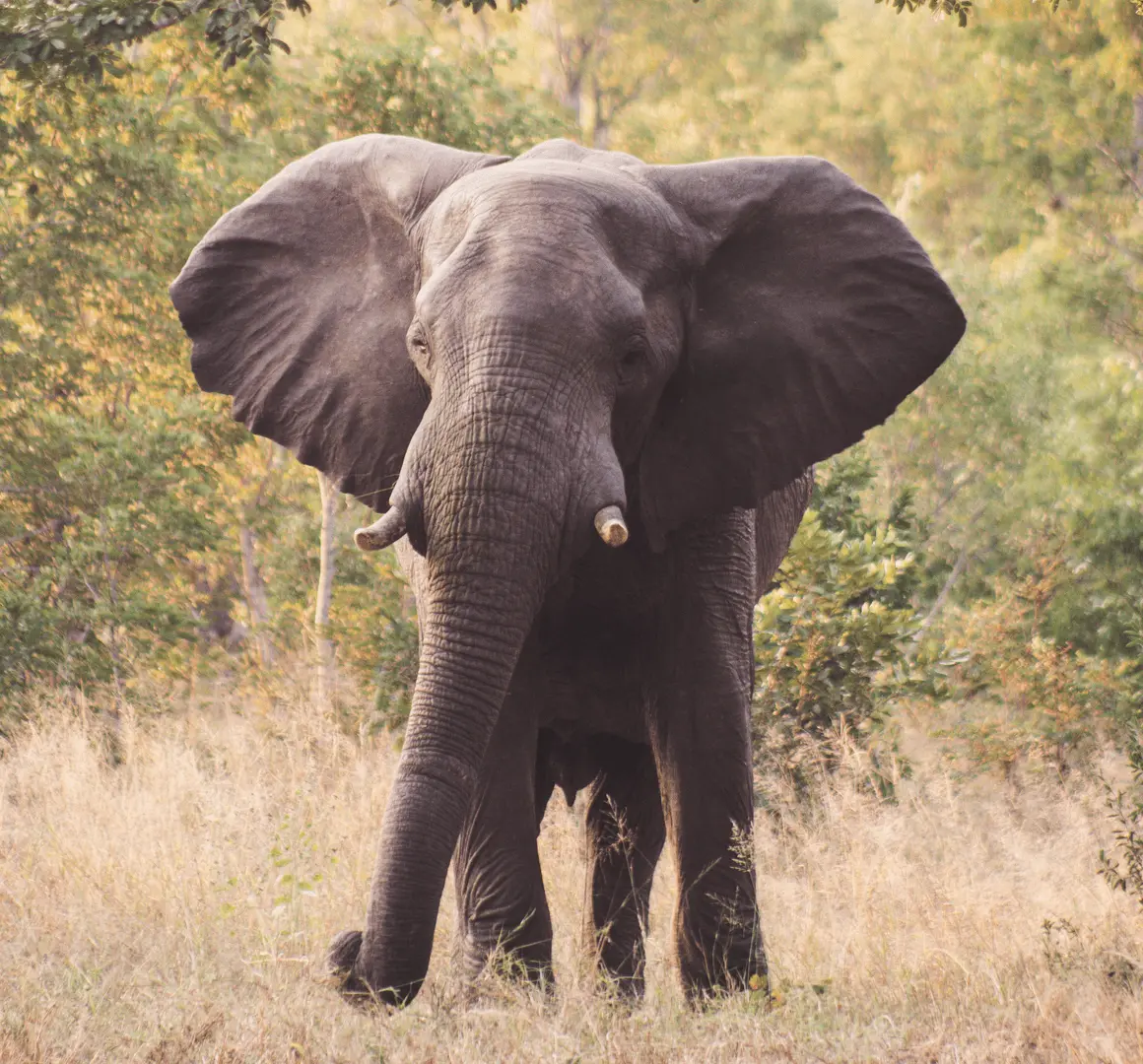 hoofandtravelElephant