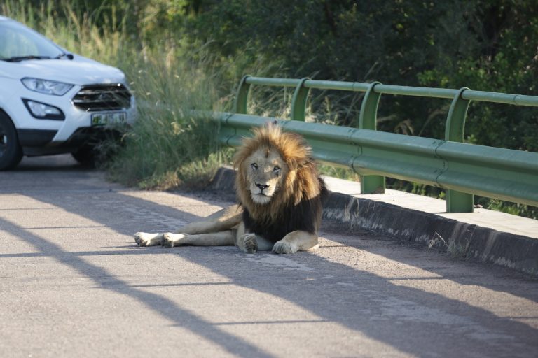 Sunset Game Drive im Kruger