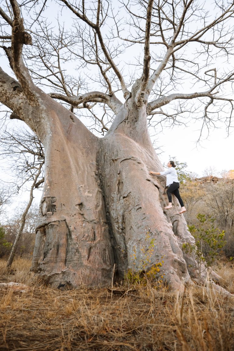 Baobab Tree