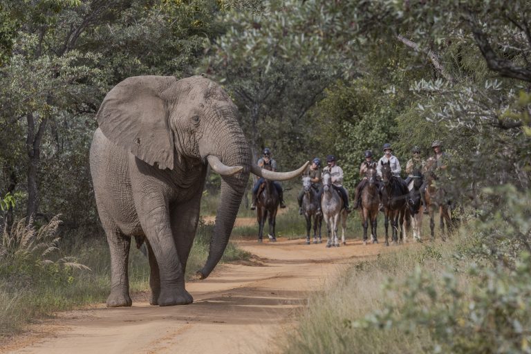 Reitsafaris