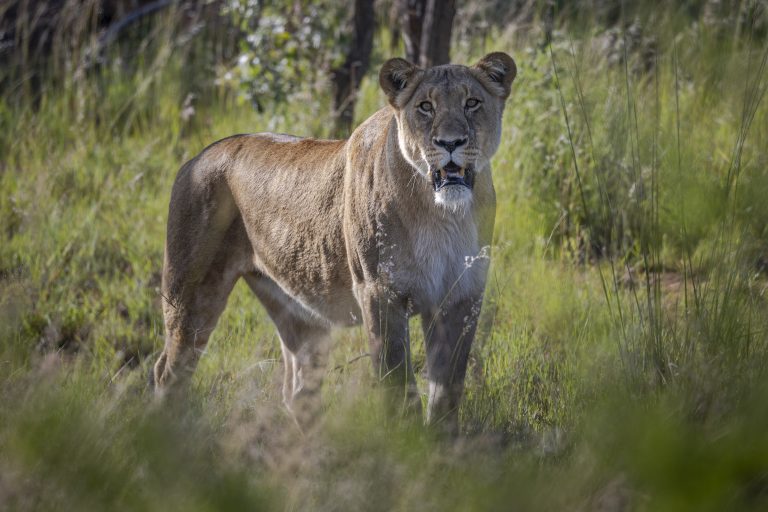 Big5 Game Drive (exklusive)