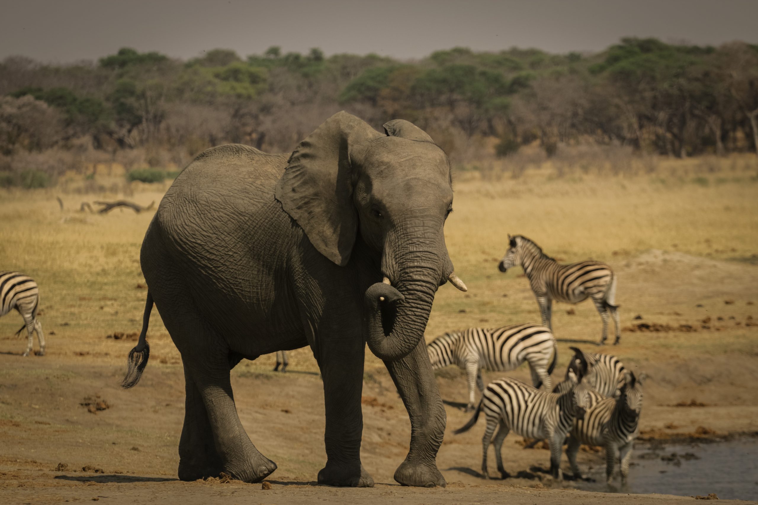 HoofAndTravelElefantZebraReitsafari