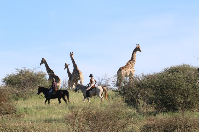 Reitsafari
