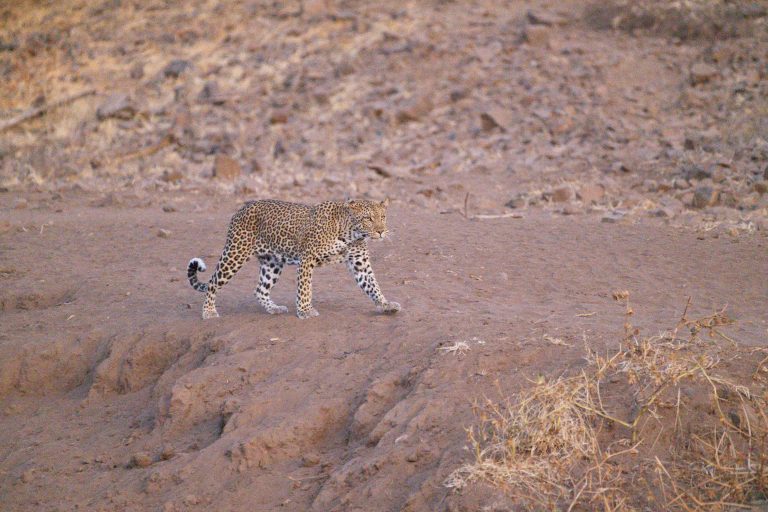 Game Drive
