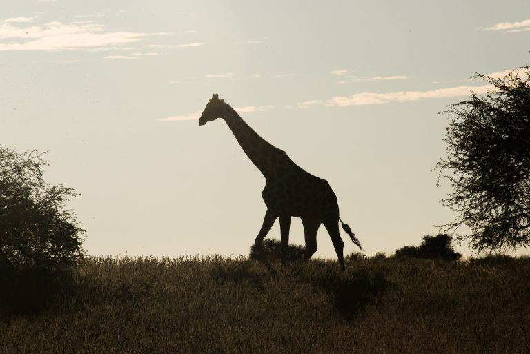 Game Drive