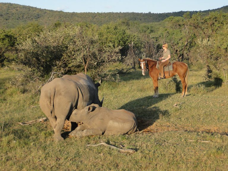 Reitsafari