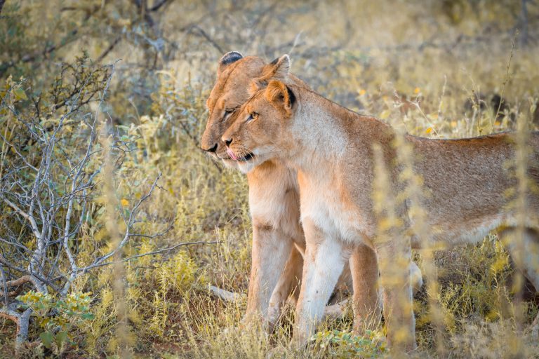 Game Drive