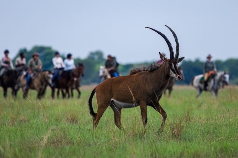Reitsafaris